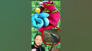 اذا رأيت هذا الثعبان اهرب فورا Shorts 