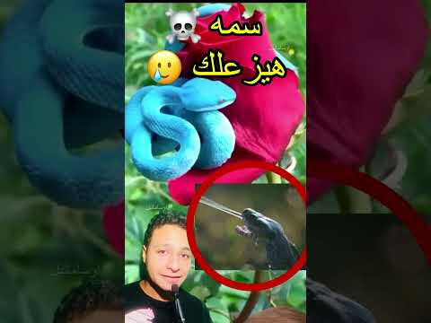 فيديو: هل يجب أن تقتل الأفعى الجرسية في باحتك؟