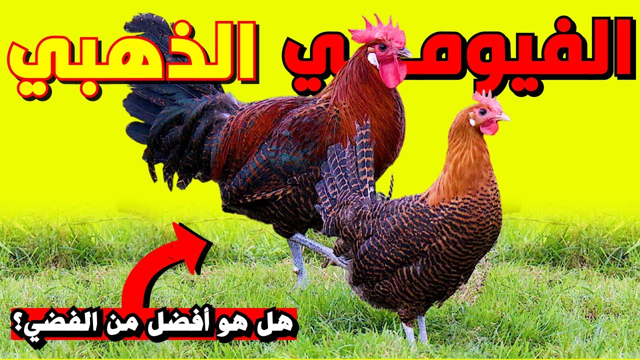 كل مايجب عليك ان تعرفه عن الدجاج الفيومي الذهبي🐓 مميزاته و سلبياته و الفرق بينه و بين الفيومي الفضي