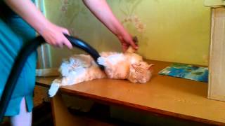 Рыжий кот и пылесос (Red cat and a vacuum cleaner) Рыжий кот и пылесос (Red cat and a vacuum cleaner)