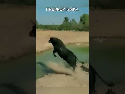 Прыжок Быка