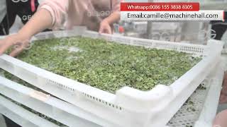 Moringa Leaf Processing Machine