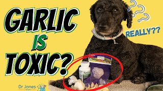 Is Garlic Bad For Dogs? Heres The Surprising Truth