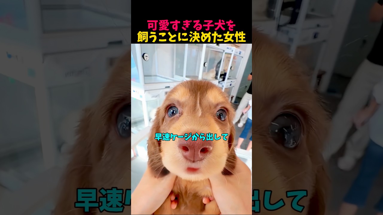 あまりにもかわいい子犬😍