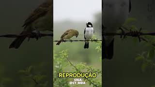 A Fêmea do Bigodinho Chega ANTES! Você Sabia?  #Shorts #bigodinho