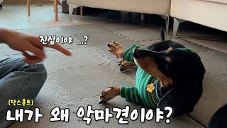 도대체 언제 진정하죠 ? 이게 바로 닥스훈트인가요?ㅋㅋㅋ 그래도 사랑입니다 ㅎㅎ | 강아지 다이어트 성공 비결 | 닥스훈트