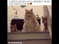 Weird and Funny cats COMPILATION!