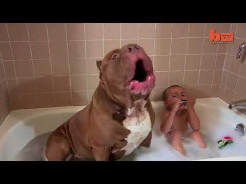 Video: Tämä Voittoa Tavoittelematon Organisaatio Auttaa Pit Bull -koiria Ja Niitä Rakastavia Ihmisiä