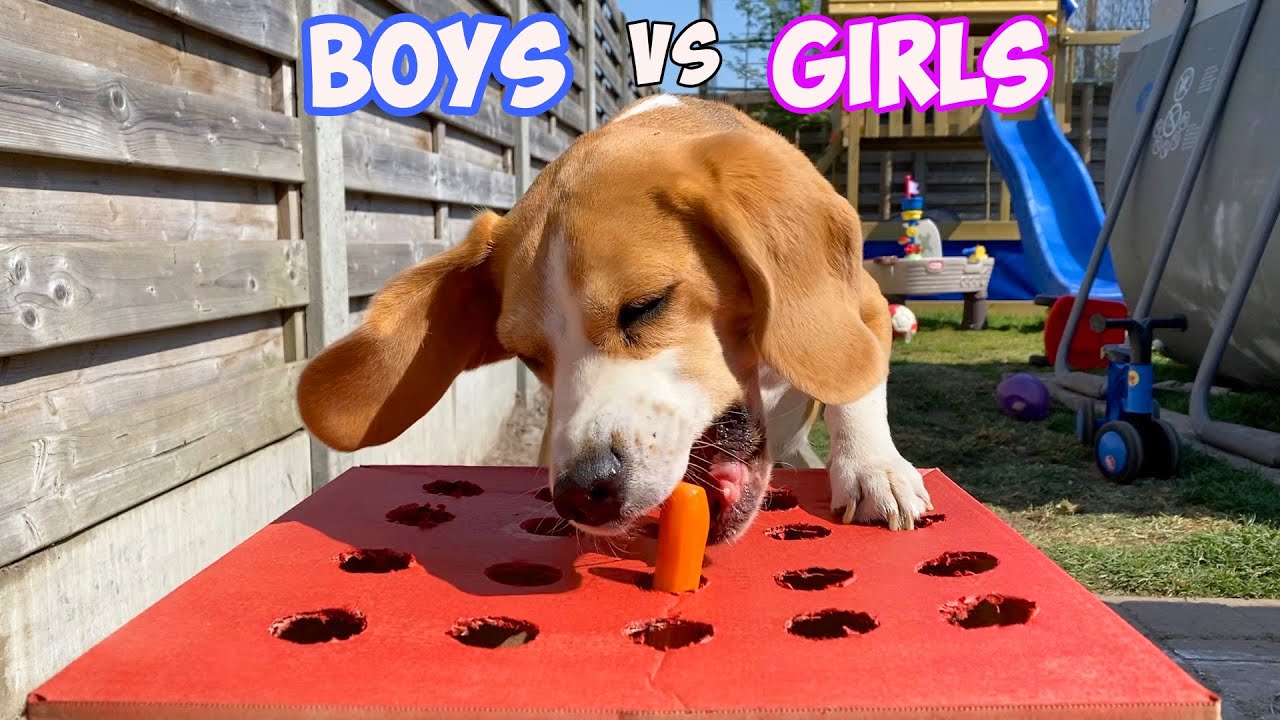 Boy vs Girl Dogs Wiener Challenge Beagles Louie & Marie YouTube
