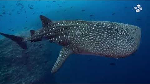 KAUST Research: Whale Shark hot spot offers new conservation insights