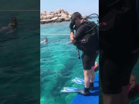 Video: Şnorkelle Dalış: Kıyıda veya Teknede