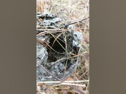 Заглянули в Осиный Улей!!! Флористика. #алексаас - YouTube