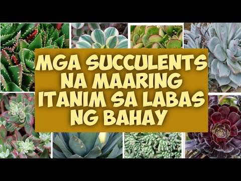 Video: Pretty Pink Succulent Plants - 5 Pink Succulent Uri na Palaguin sa loob ng bahay