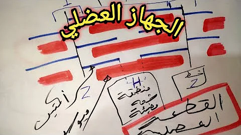 تحميل شرح الجهاز العضلي ٢٠٢١