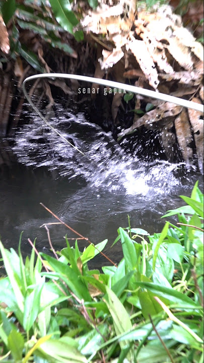 Spot rawa2 #senargapuk #mancing