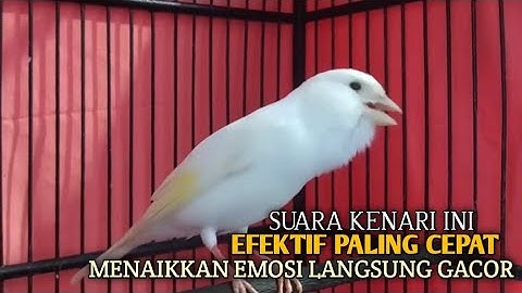 kenari gacor panjang Cuit Cuit EMOSI, Pancingan Kenari Paud Belajar Bunyi, terapi AMPUH Kenari MACET