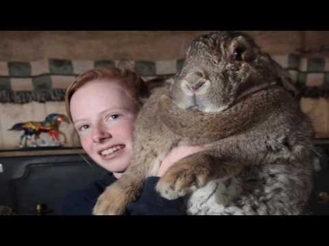 huge-rabbits-in-the-world