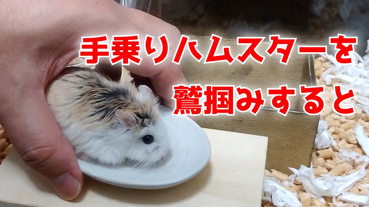 手乗りロボロフスキーハムスターを鷲掴みしようとすると返り討ち Youtube