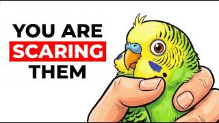 Stop Doing These 6 Things With Your Budgie!