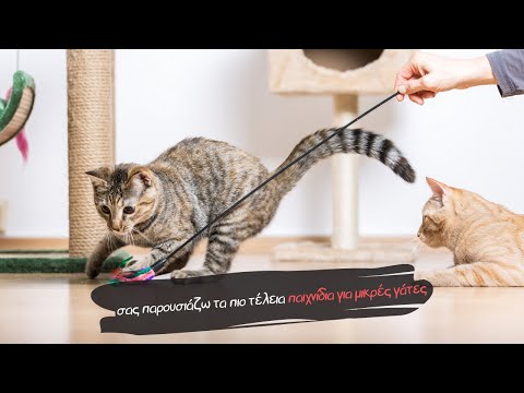 Βίντεο: Ποια είναι τα παιχνίδια για γάτες