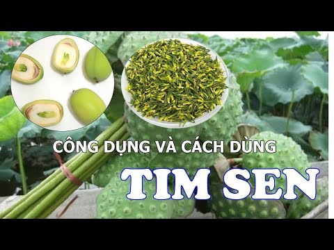 Video Tim Sen | Công Dụng Của Tim Sen | Cách Sử Dụng Tim Sen - youtube