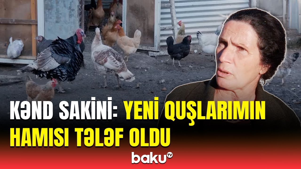 Ev quşları niyə kütləvi şəkildə tələf olur? | İsmayıllı sakinləri çarəsiz vəziyyətdə