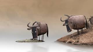 Wildebeest From Bird Box Studio Part 3