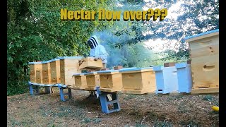 Almost the end of the nectar flow? (Beekeeping)