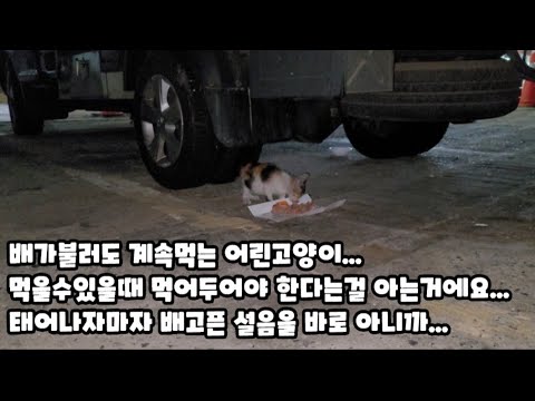 8월8일은세계고양이의날,9월9일은한국고양이의날,인식개선을위해만든날인데 그런날을 사람들은 잘몰라요! 새끼고양이들은어디갔을까.급식소강제철거당하고 내마음도찢긴날.