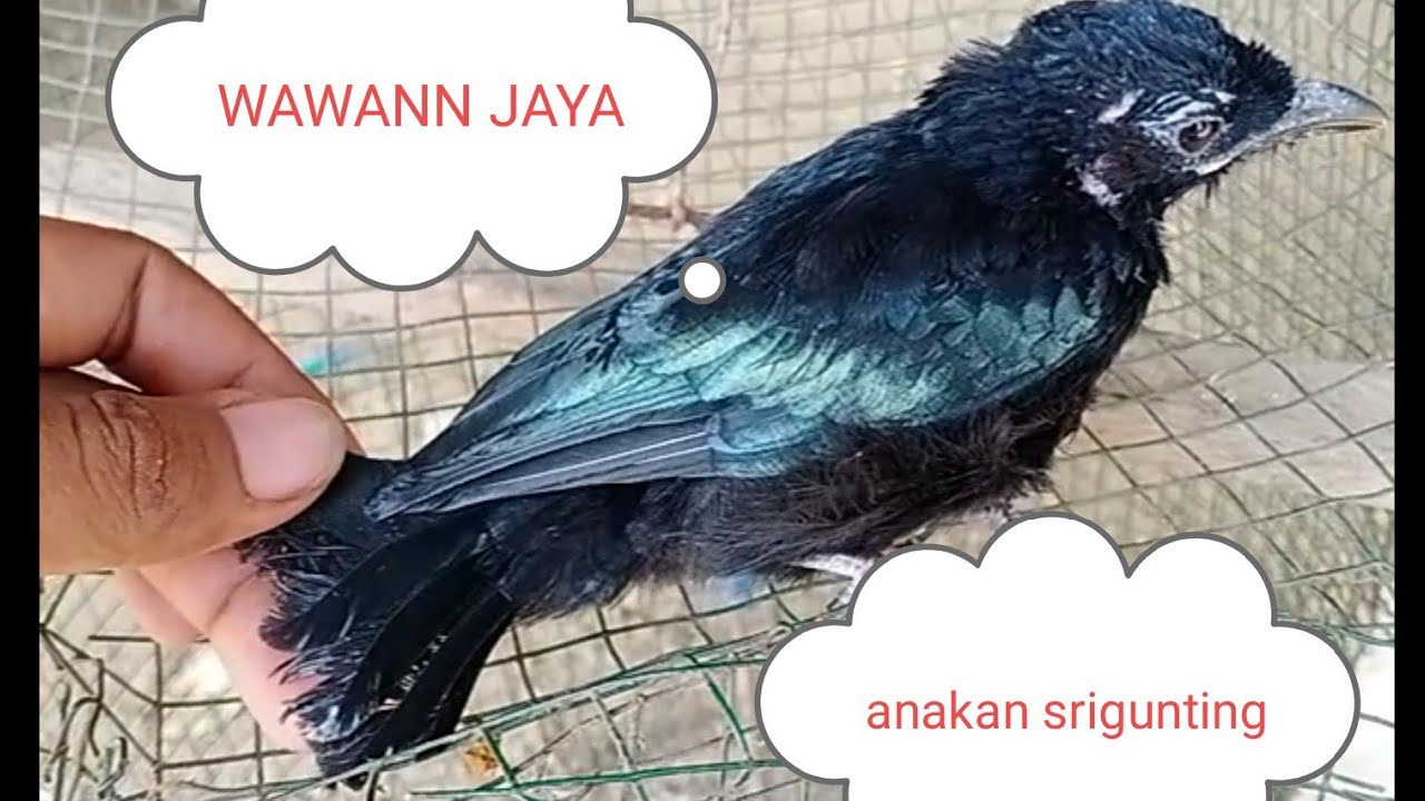 Anakan burung srigunting 