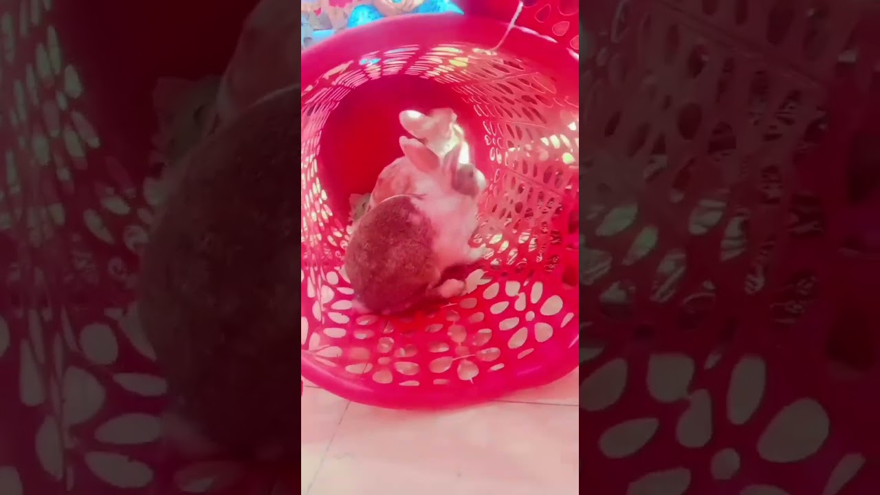 my rabbit is no more 😭😭