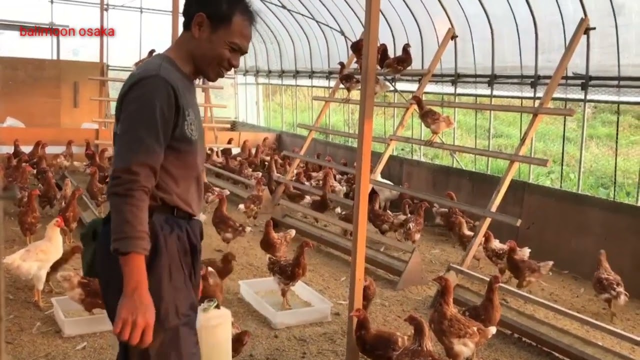 memberi makan dan panen telor ayam, Hokkaido jepang