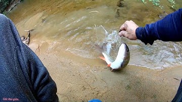 Lure Suối. Thiên đường cá chày ,nơi chưa biết con lure là gì(T1) ném mồi là có cá(săn chày đất đỏ)