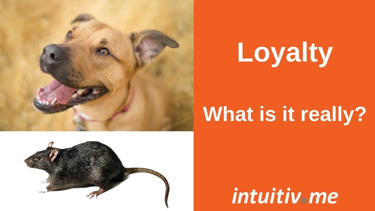 Loyalty What is it really? Do you know the true meaning of it? YouTube