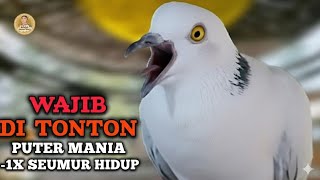 PANCINGAN SUPER GLAMOR ‼️ Puter Pelung Gacor Suara Super Panjang Mewah Super Kuwok #puterpelung 