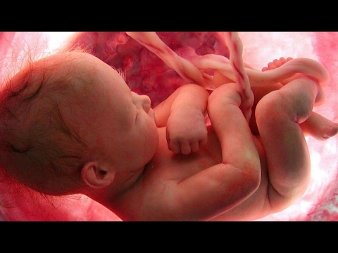 La maravilla en imágenes: Fotos de un feto de 4 meses que te dejarán sin palabras