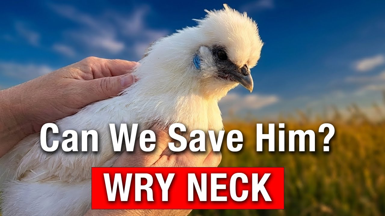 Can We Save This Silkie Chicken? Our First Case of Wry Neck