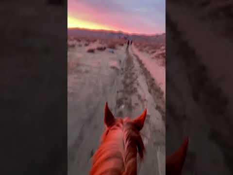 Dawn light on horse at the beginning of 50 mile endurance ride at Fire Mountain