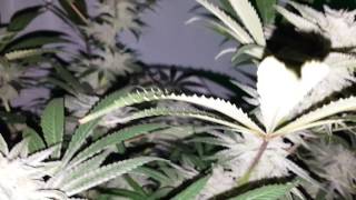 WEEKLY UPDATE MULTI STAIN DWC FLOWER ROOM