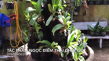 Lần Ngọc điểm thái ghép gỗ tuyệt đẹp