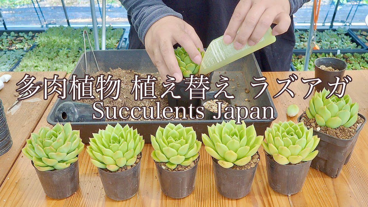 多肉植物] 植え替え ラズアガ - YouTube