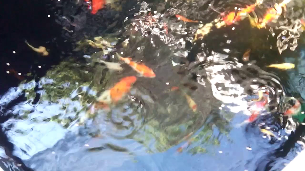 Belajar ternak ikan koi 