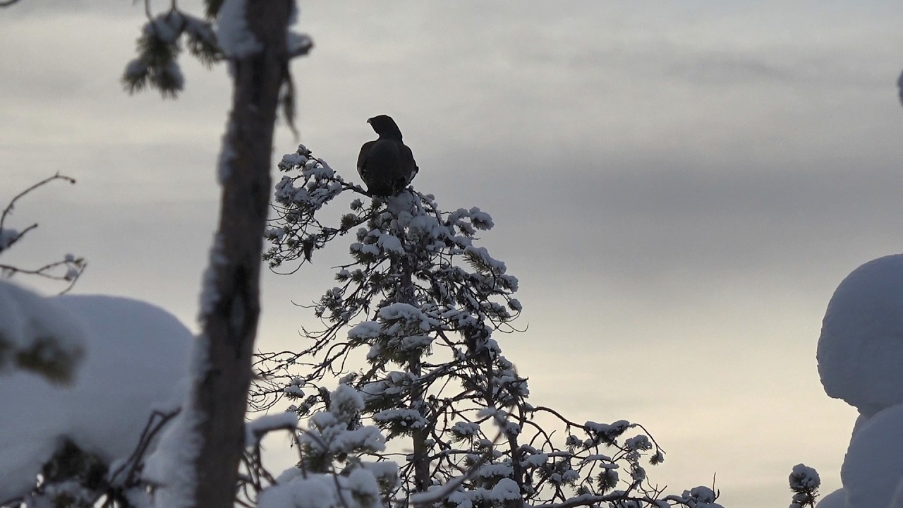 ХИЩНИКИ АТАКУЮТ ДИЧЬ. ОХОТА НА ГЛУХАРЯ С 22 lr зимой. Закрыл сезон охоты на боровую птицу.