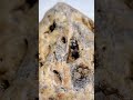 Agatized Fossil Coral Discovery