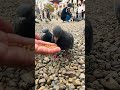 Feeding birds #shorts #satisfying