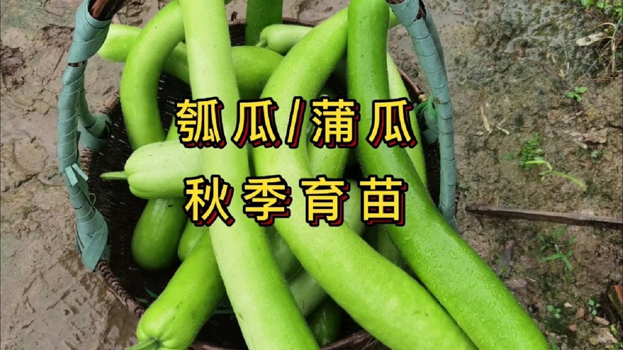 瓠瓜，蒲瓜，夜开花秋季育苗篇- YouTube