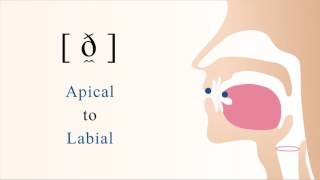 [ ð̼ ] voiced apical labial non sibilant fricative