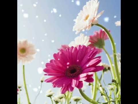 داستانی زیبا و آموزنده در مورد خلبان لهستانی رومن ترسکی