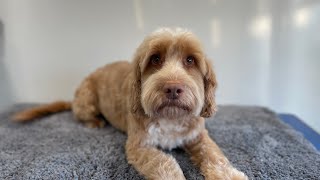 Cockapoo Groom | Dog Grooming