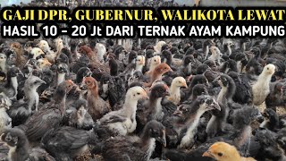 CARA SUKSES TERNAK AYAM KAMPUNG HASIL MAKSIMAL UNTUNG 10 - 20 Jt SETIAP PANEN ( REAL / NYATA)